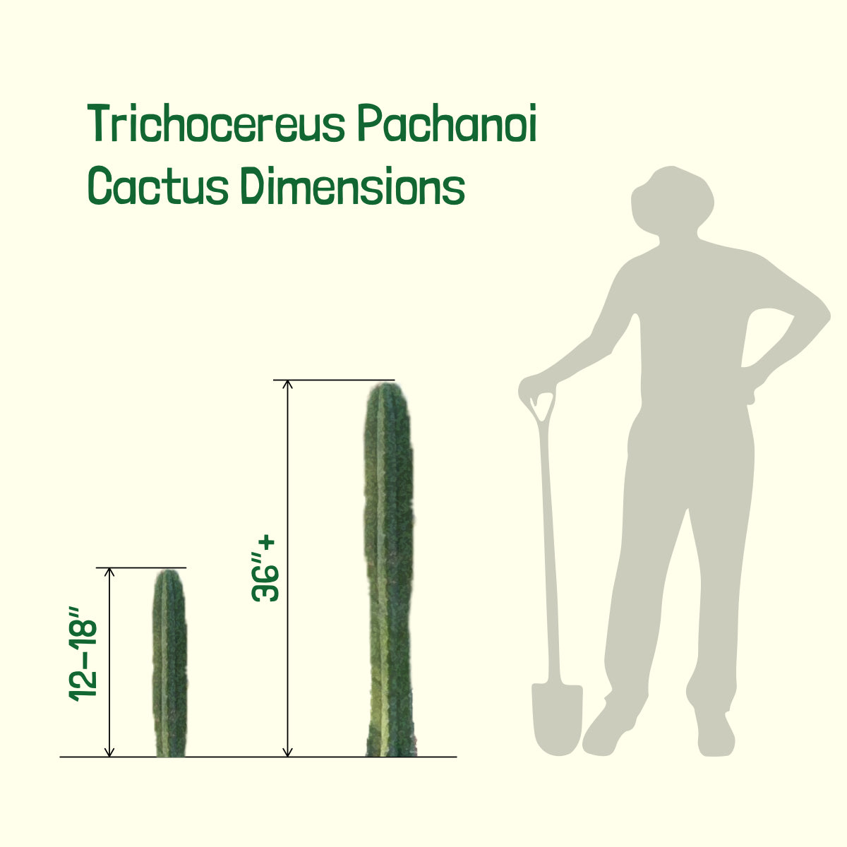 Dimensions of Large Live and Tall San Pedro Cactus Trichocereus Pachanoi Cactus Plants For Sale Online
